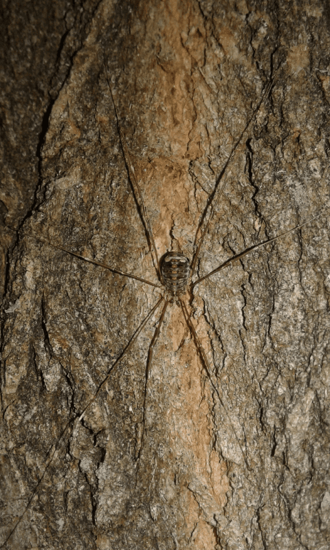 Nelima sp. - Sclerosomatidae